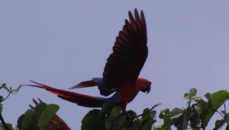 papageiä im garte :-)